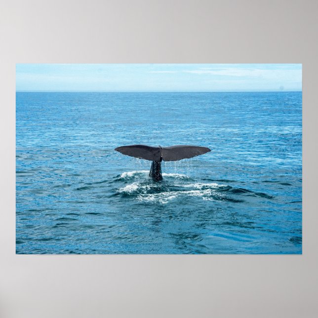 Affiche Pets and other animals - Whale fin (Devant)