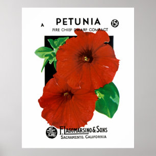 Affiche Petunia