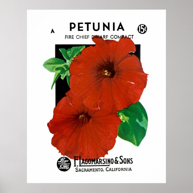 Affiche Petunia (Devant)