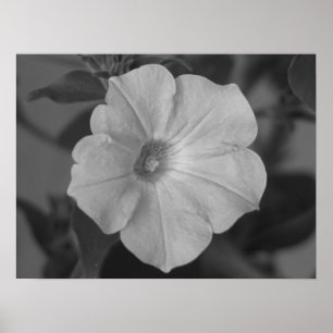 Affiche Pétunia assez pourpre