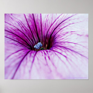 Affiche Pétunia violet Fleur Photographie Art Imprimer