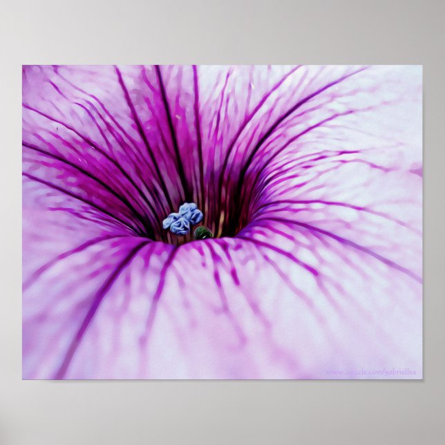 Affiche Pétunia violet Fleur Photographie Art Imprimer (Devant)