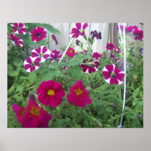 Affiche Pétunias rose