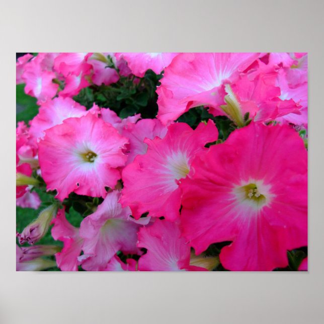 Affiche Pétunias rose (Devant)