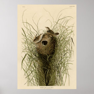Affiche Peu de roitelet de marais de Nuttall