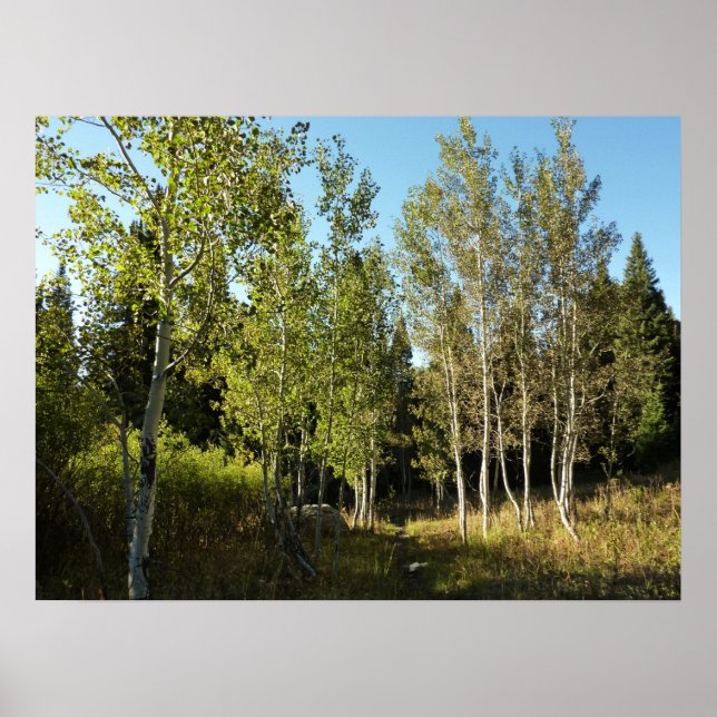 Affiche Peupliers le long du sentier Moose Ponds à Grand T (Devant)