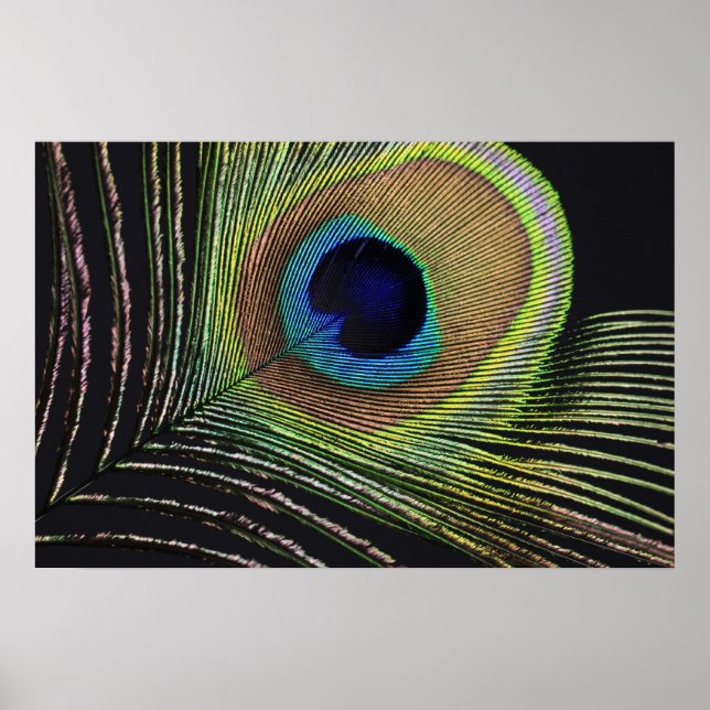 Affiche Pfauenfeder (Devant)