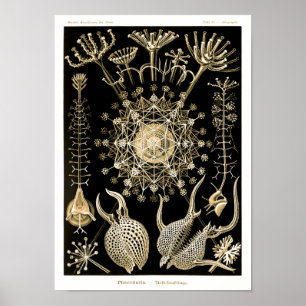 Affiche Phaeodaria   61 Or   Ernst Haeckel  
