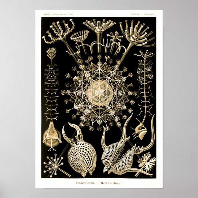Affiche Phaeodaria | 61 Or | Ernst Haeckel | (Devant)
