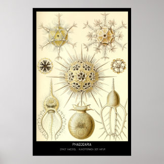 Affiche Phaeodaria - Plaque 1-Kunstformen der Natur