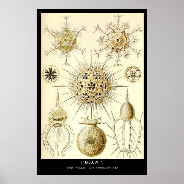 Affiche Phaeodaria - Plaque 1-Kunstformen der Natur (Devant)