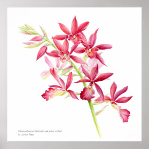 Affiche Phaiocalanthe Parkside rouge orchidée aquarelle ar
