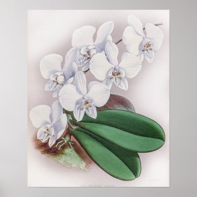 Affiche Phalaenopsis Casta Orchid (Devant)