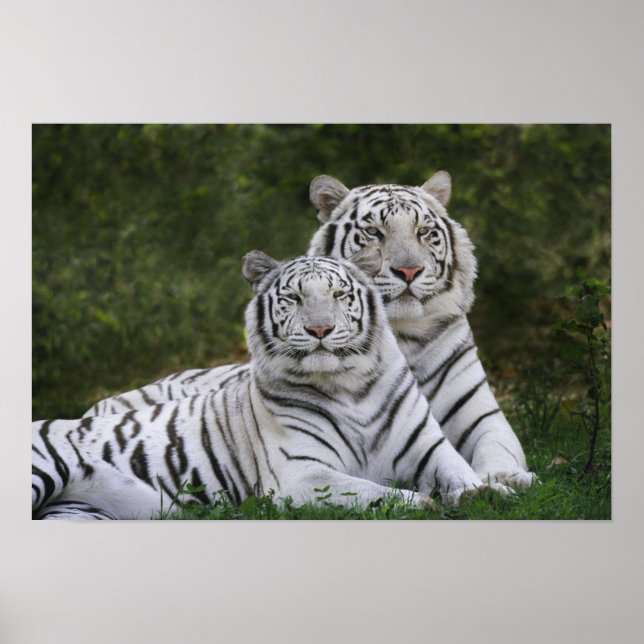 Affiche Phase blanche, Tigre du Bengale, Tigris (Devant)