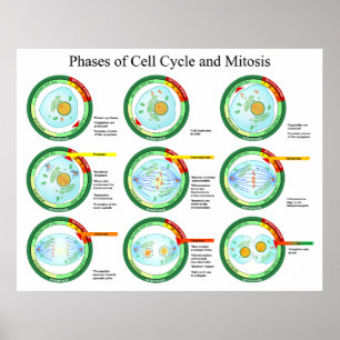 Affiche Phases biologiques de cycle cellulaire et de