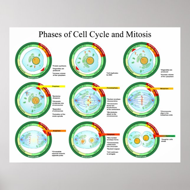 Affiche Phases biologiques du cycle cellulaire et de la Mi (Devant)