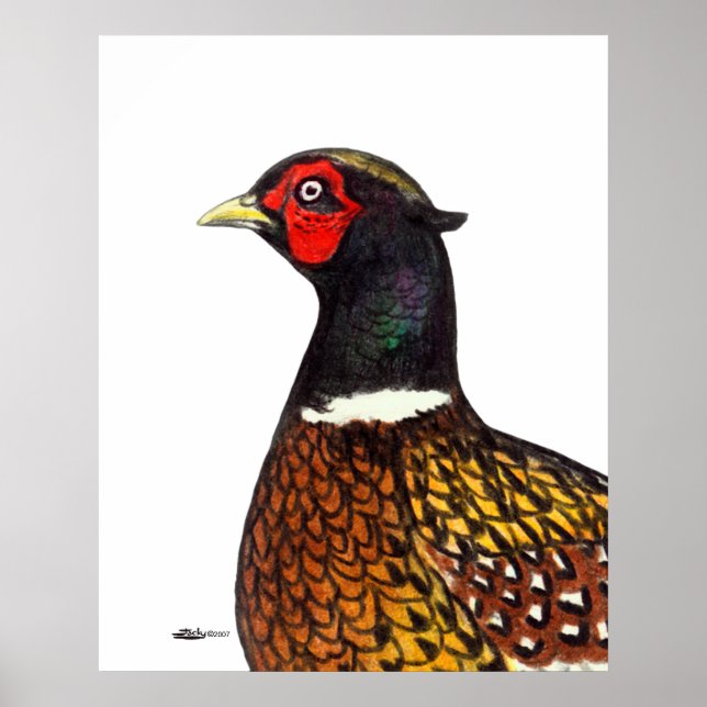 Affiche Pheasant : Tête de Ringneck (Devant)