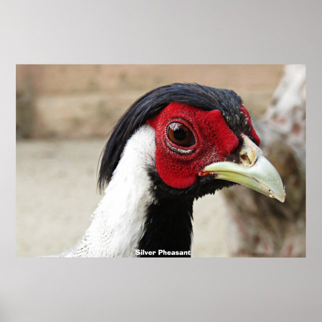 Affiche Phéasants d'argent (Devant)