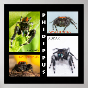 Affiche Phidippus saut d'araignée