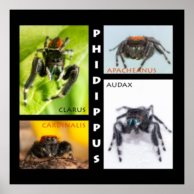Affiche Phidippus saut d'araignée (Devant)