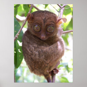 Affiche Philippine Tarsier Imprimer