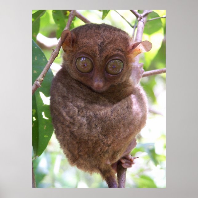 Affiche Philippine Tarsier Imprimer (Devant)