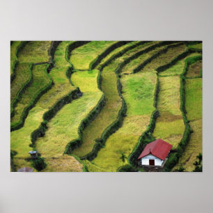 Affiche Philippines, Batad, vue surélevée de riz