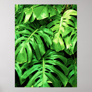 Affiche Philodendron en feuille de Feuille tropicale, vert