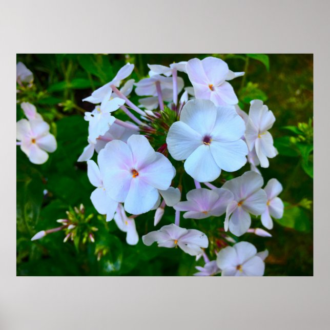 Affiche Phlox, (Devant)