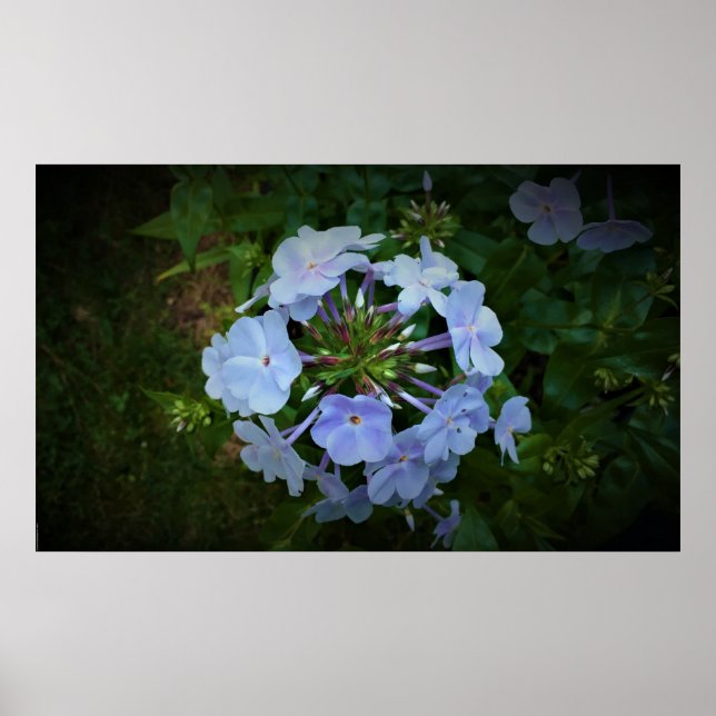 Affiche Phlox, (Devant)