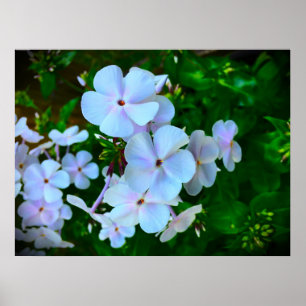Affiche Phlox,