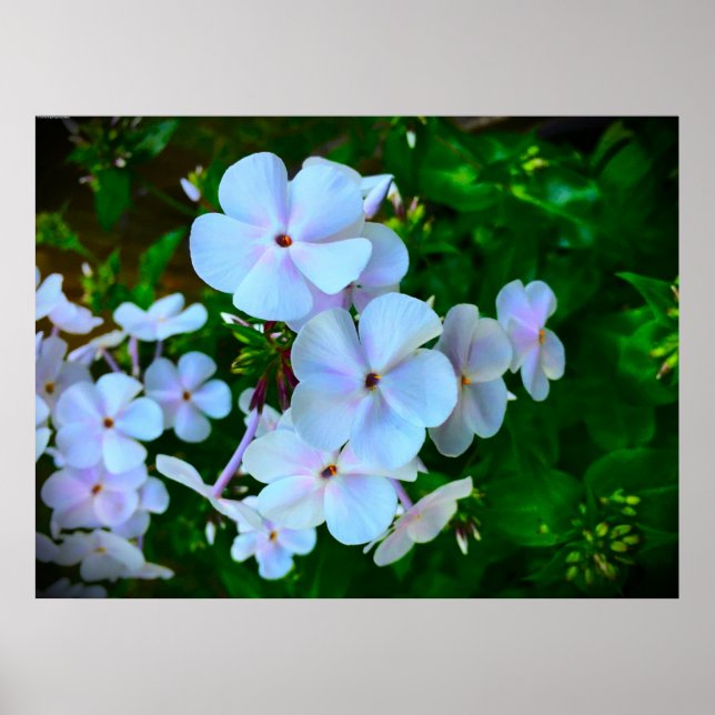 Affiche Phlox, (Devant)