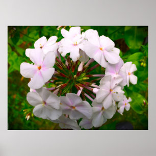 Affiche Phlox,