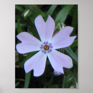 Affiche Phlox pourpre