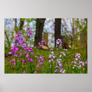 Affiche Phlox près d'un cimetière