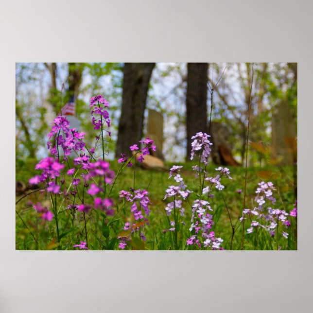Affiche Phlox près d'un cimetière (Devant)