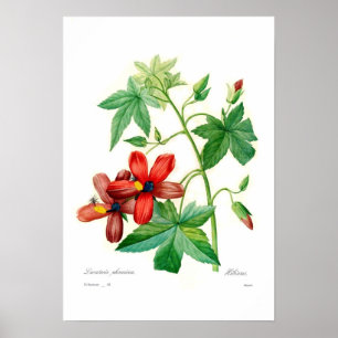 Affiche Phoenicea de Lavatera