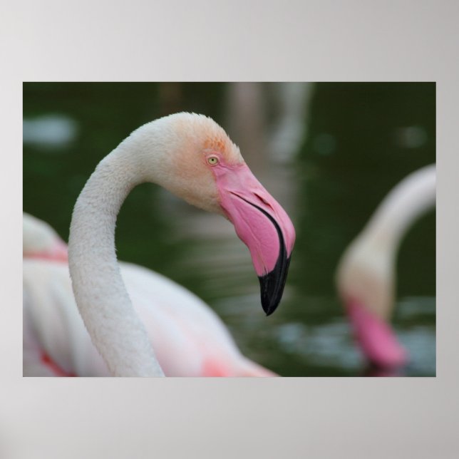 Affiche Phoenicopterus roseus (Devant)