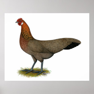 Affiche Phoenix : BB Red Hen