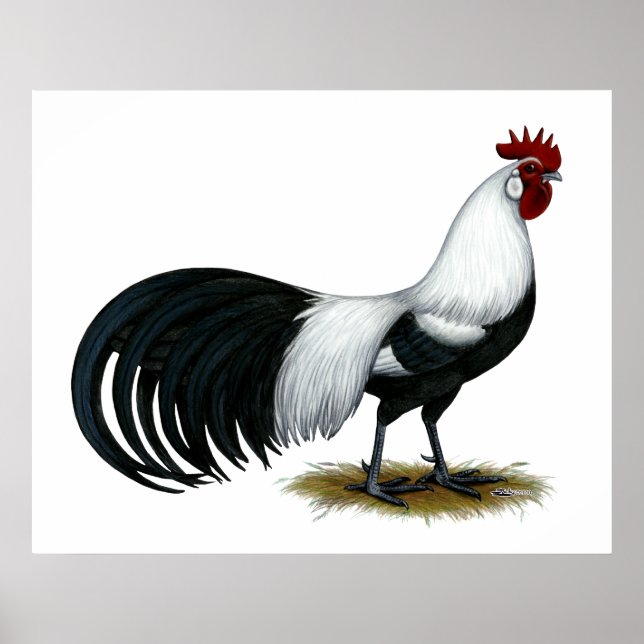 Affiche Phoenix : Coq de canard argenté (Devant)
