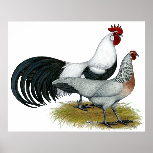 Affiche Phoenix : Paire de caniche en argent (Devant)