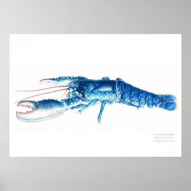 Affiche Phomard bleu bleu bleu aquarelle imprimé grand (Devant)