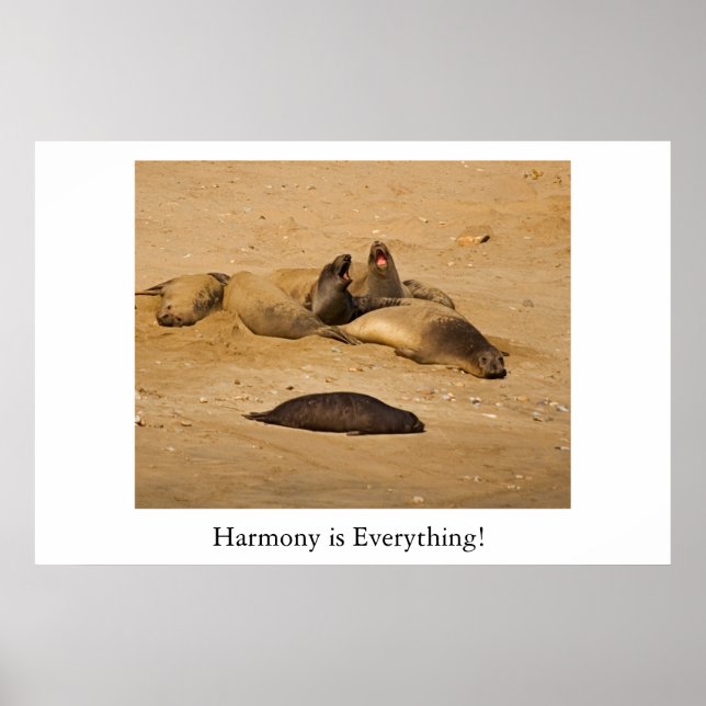 Affiche Phoque éléphant de Californie du Nord (Devant)