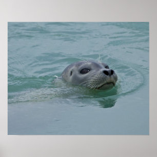 Affiche Phoque marin nageant dans le lac glaciaire Jokulsa