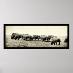 Affiche Photo 1906 de Buffalo de bison américain