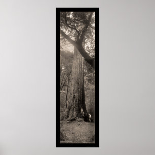 Affiche Photo 1907 du séquoia du Big Basin