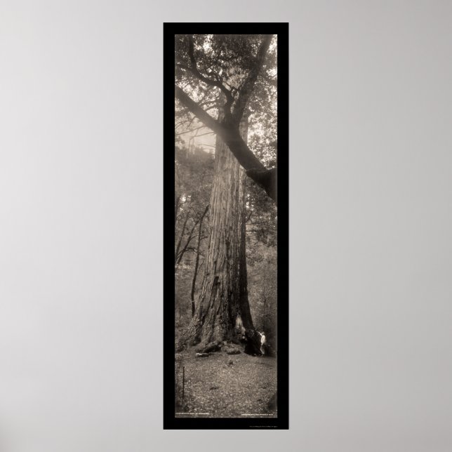 Affiche Photo 1907 du séquoia du Big Basin (Devant)