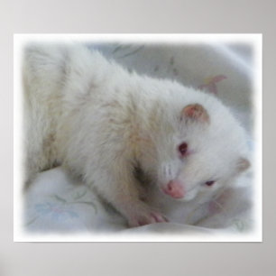 Affiche Photo Albino Ferret