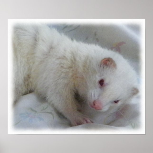 Affiche Photo Albino Ferret (Devant)