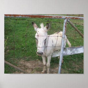 Affiche Photo amusante Albino Mule